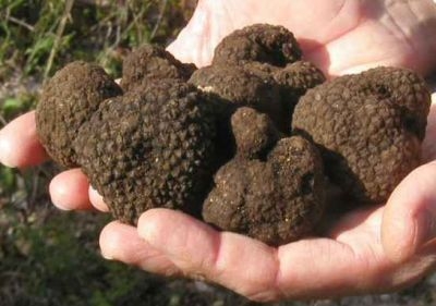 Nero Norcia - Mostra Mercato - Il tartufo 