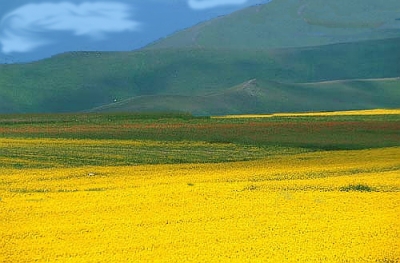 Castelluccio flowering 7