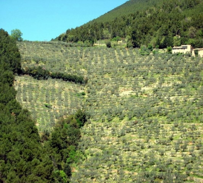 casale immerso negli ulivi in Umbria 