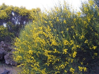 gorse and flowers on  Etna: hiking and trekking