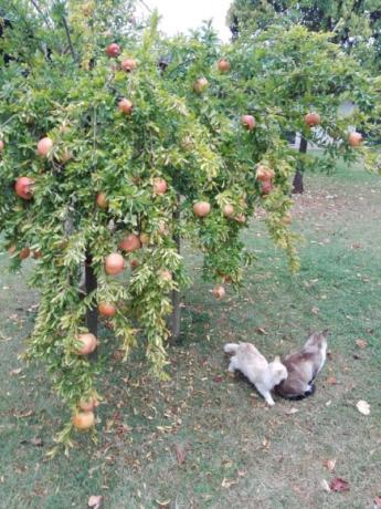 Albero di Melograni nel nostro orto