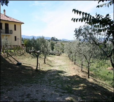 Olive trees around the structure