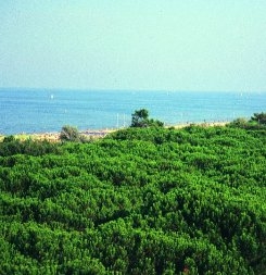 Vista spiaggia di Tagliata