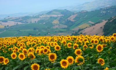 Hotel e B&B Panoramici nelle Marche, Ripatransone