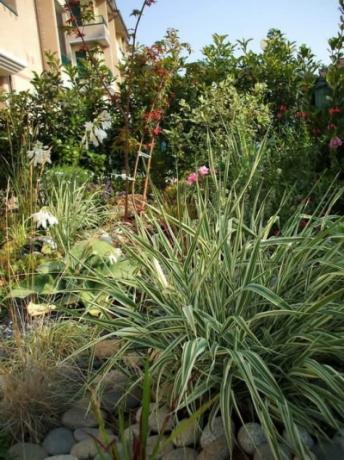 Progettazione on line giardini