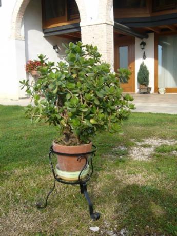 Trepiede tondo