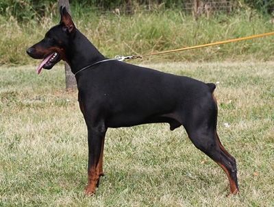 allevamenti-selezionati-dobermann