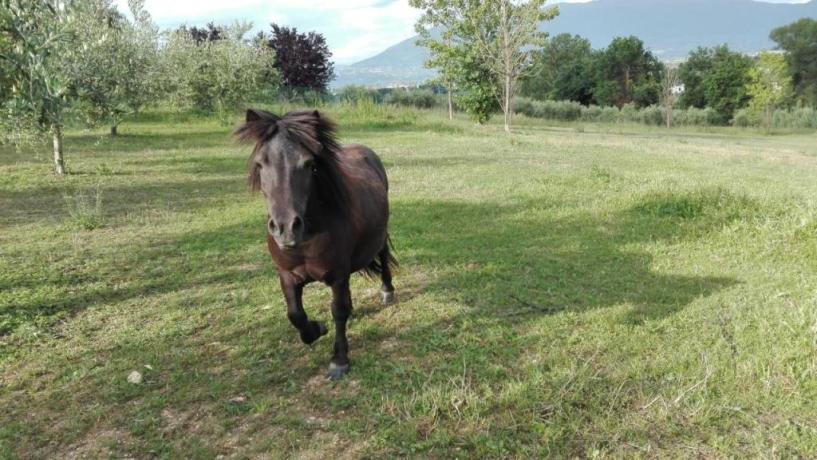 Agriturismo con animali da cortile Bettona