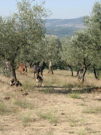 Fattoria agriturismo a Città della Pieve