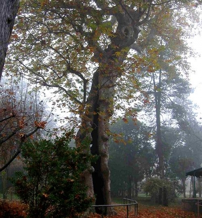 Sightseeing in Padua: Botanical Garden