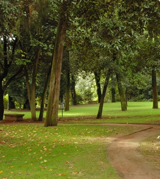 verde intorno