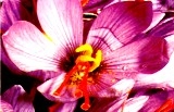 Cascia Saffron