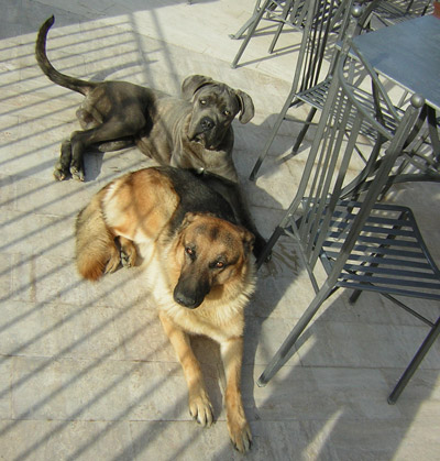 Cani agriturismo a Città della Pieve