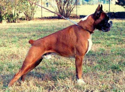 allevamento-amatoriale-cani-boxer