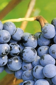 Sagrantino protagonista Settimana Enologica