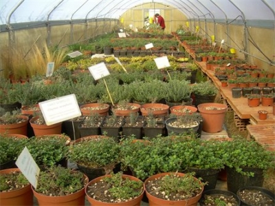vivaio-biologico-pianteofficinali-umbria