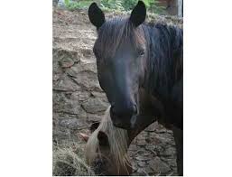 Natura a Cavallo-maneggio adiacente gestito dal proprietario 