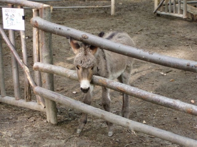 Animali al parco avventura in Valnerina 