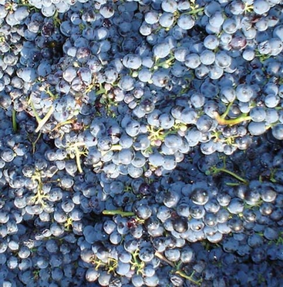 Settimana enologica 2008-Vendemmia
