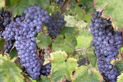 Cantine Aperte