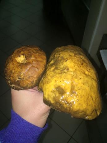 Funghi Porcini Freschi