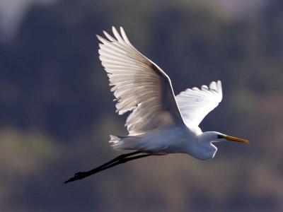 Birdwatching in the Circeo National Park, Italy