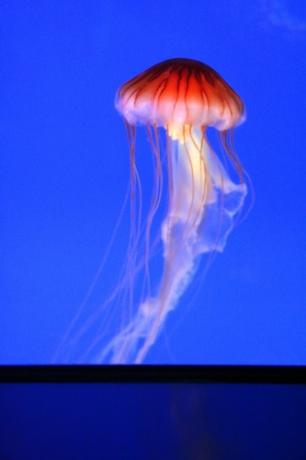 Meduse, Stelle Marine, Pesci Nemo