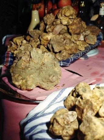 tartufo bianco 2