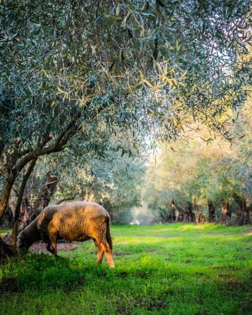 Agriturismo Ideale per Famiglie con Bambini a Gualdo-Tadino