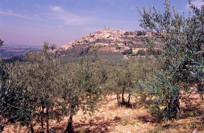 Ulivi secolari in Umbria