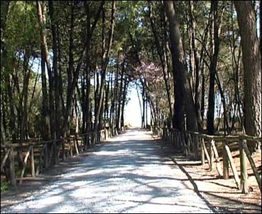 Pinete per ristoro