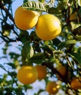 bergamotto di reggio