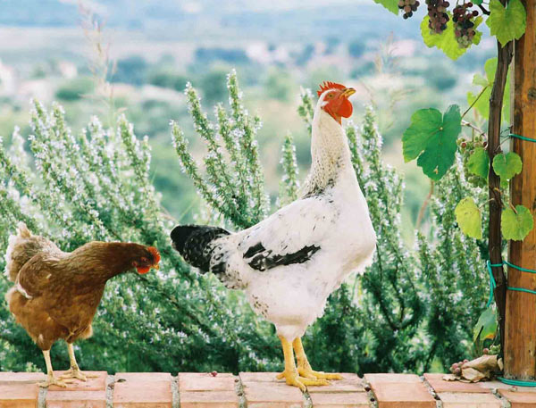 Agriturismo tra Parco del Pollino e Mare Ionio 