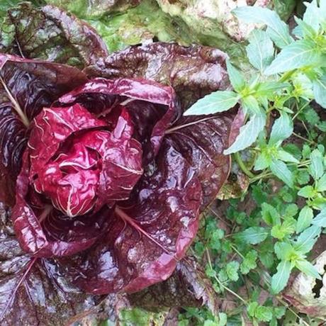 Umbria Offerte Ristorante Prodotti Biologici