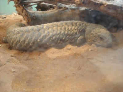 parco con acquario a leolandia