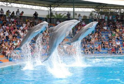 Spettacolo delfini Zoomarine