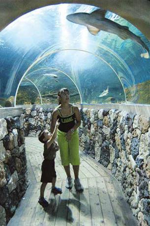 Walk inside the shark aquarium, funpark in italy