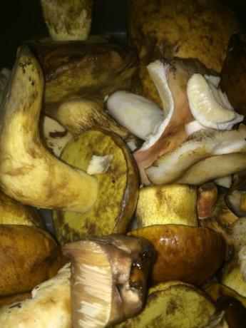 Ristorante: Ingredienti 1 scelta Porcini-freschi