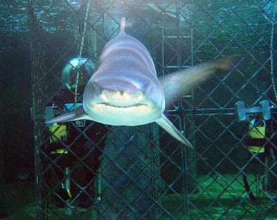 Eye to Eye with Giant Sharks at Sealife