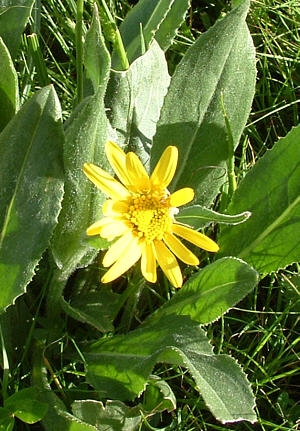 Castelluccio flowering 15
