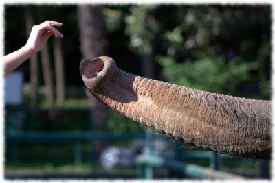 Contatto con gli animali a prezzi bassi