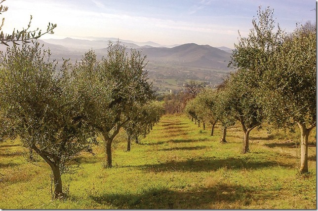 Casale Agrituristico casa-vacanze campagna umbria Magione-Lago-Trasimeno 