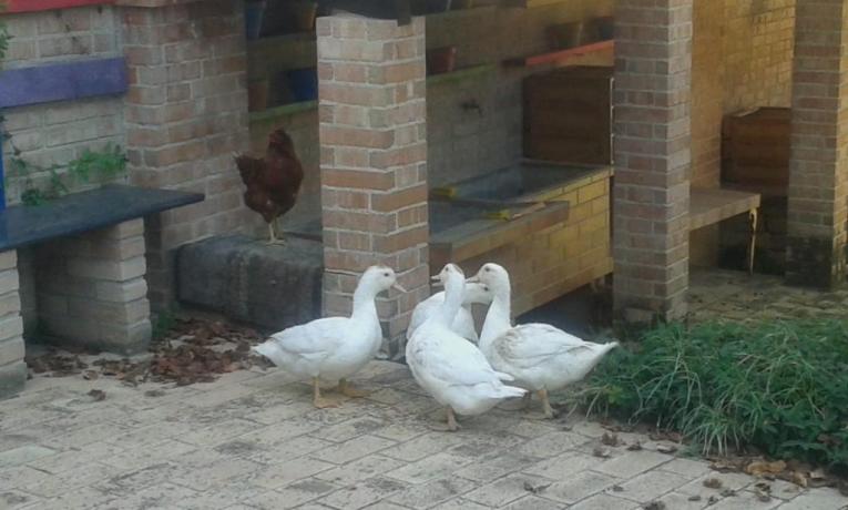 Casale nella natura con ANIMALI Ad Ancona 