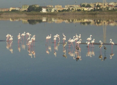 colonies of flamingos in Santa Gilla