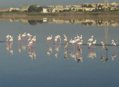 colonie di fenicotteri a santa gilla
