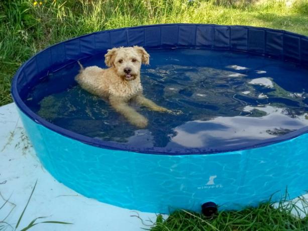 Agriturismo PetFriendly piscina per cani in Toscana 