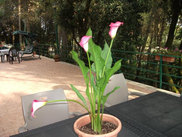 Area esterna con dondolo B&B a Corciano
