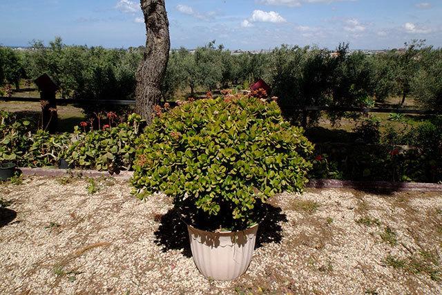 Parco con 300 alberi di ulivo