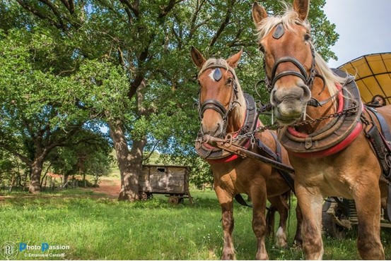 escursioni in carrozza nel parco naturale della maremma