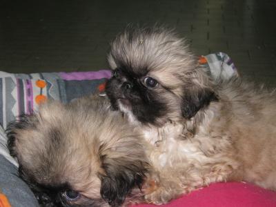 Vendita Cucciolo Pechinese A Perugia In Umbria A Soli 650 Euro